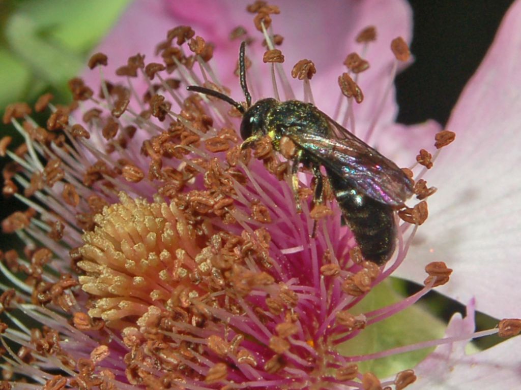 Hylaeus sp. M. (Apidae Colletinae)